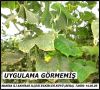 Ferbanat uygulanmamış
